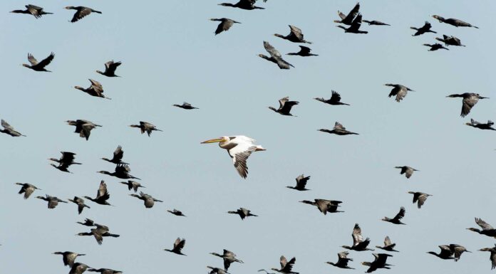 Cambios en la migración de las aves por el cambio climático | Vuelo alterado