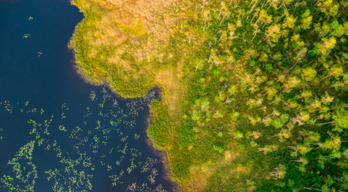 ¿Qué son los humedales? | Conoce sus beneficios qué son los humedales y sus beneficios