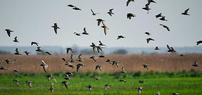 Migración de las aves por el cambio climático