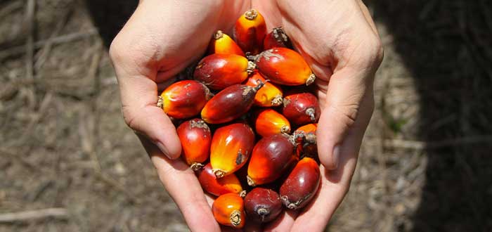 consecuencias del aceite de palma