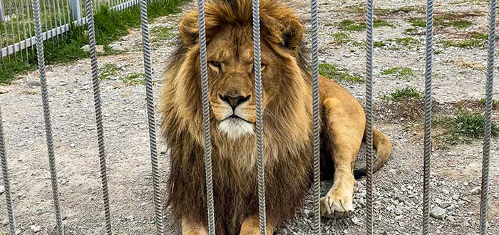 Por qué los leones están en peligro de extinción