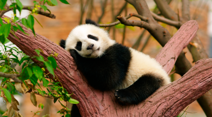 Osos pandas en peligro de extinción | ¿Cuáles son las razones? osos panda en peligro de extinción