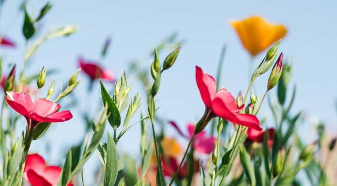 10 flores silvestres para jardín | ¡Fáciles de cultivar! flores silvestres para jardín