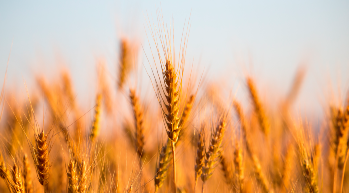 ¿El trigo en peligro de extinción? | Causas principales trigo en peligro de extinción