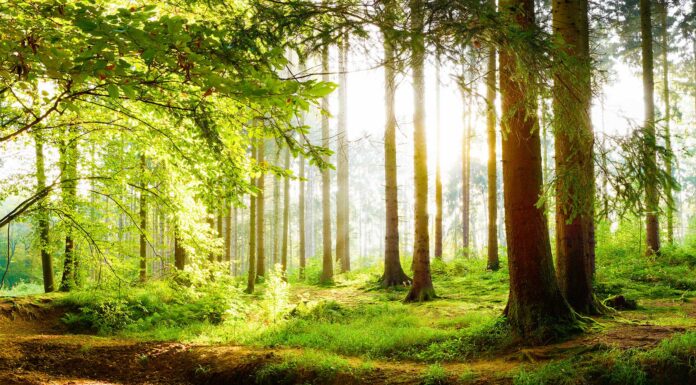 5 beneficios de los árboles | ¿Por qué los necesitamos? beneficios de los arboles