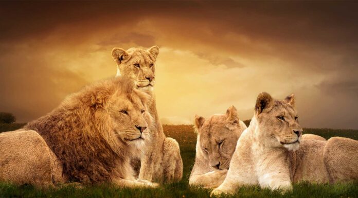 Leones en peligro de extinción | Especie en la lista roja leones peligro de extincion