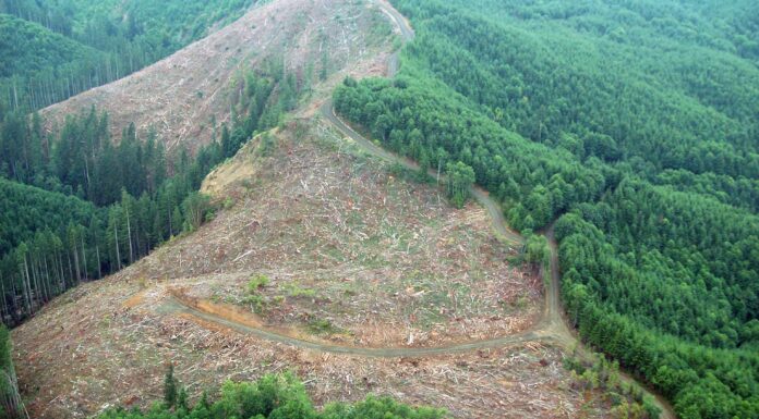 ¿Qué es la deforestación? | Una preocupación ambiental latente qué es la deforestación
