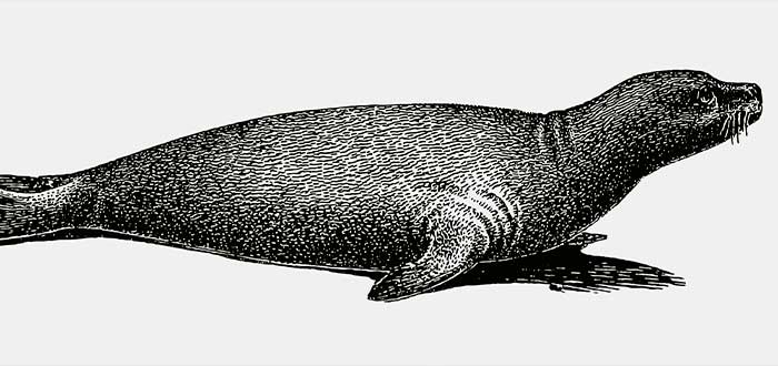 foca extinta mar caribe