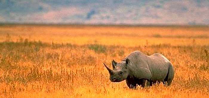 rinoceronte negro del África Occidental