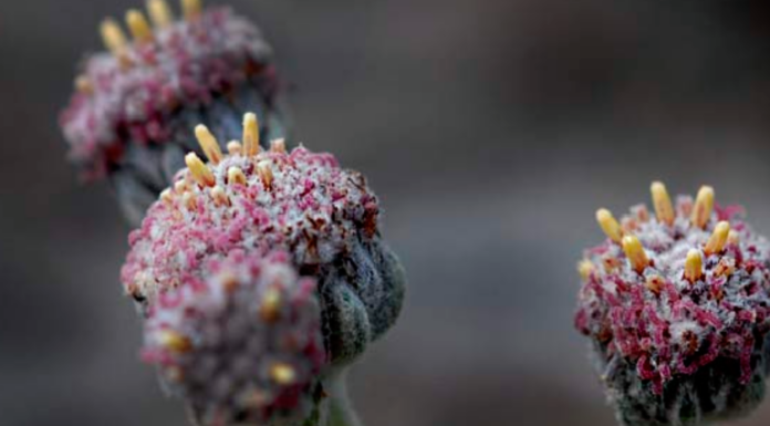 10 Plantas en peligro de extinción | Especies clave en riesgo Plantas en peligro de extinción