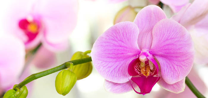 La orquídea es una de las plantas en peligro de extinción