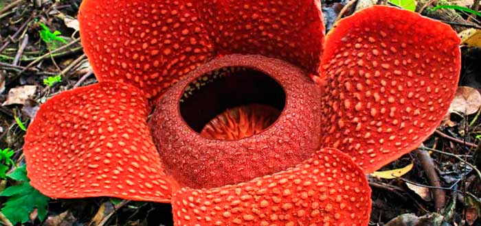 Rafflesia arnoldii  plantas exóticas