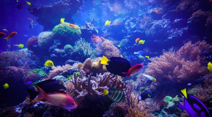 Animales filtradores | Qué son Ecosistema bajo el mar