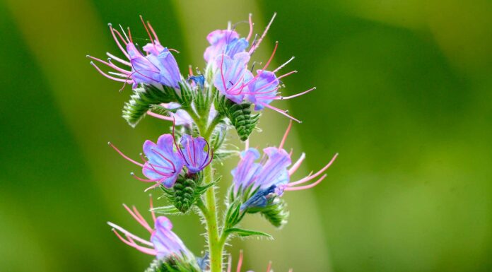 Plantas en peligro de extinción en España Plantas en peligro de extinción en España