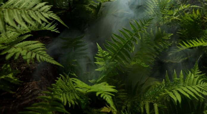 Qué son los helechos | Una especie milenaria Qué son los helechos