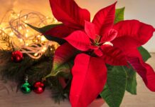 Plantas para Navidad | Decoración ecológica Plantas para Navidad