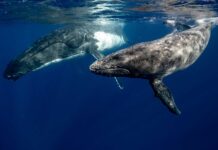 Por qué es importante proteger a las ballenas | Animales imprescindibles Por qué es importante proteger a las ballenas